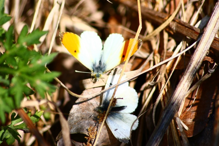 Ninfalidi,pieridi,papilionidi da ID-confermare